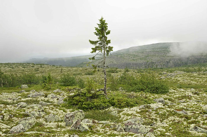 OLD TJIKKO IN SWEDEN