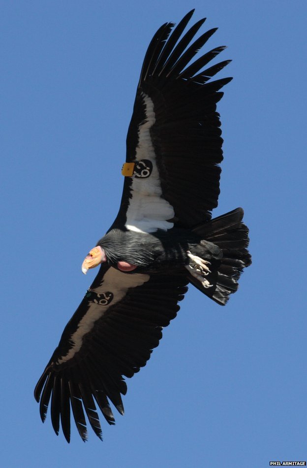 california_condor.jpg