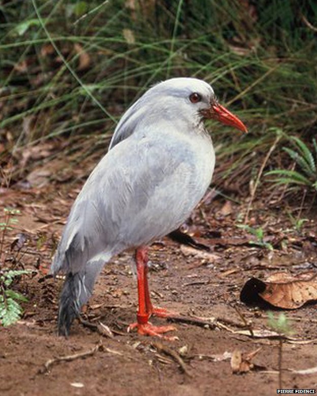 kagu.jpg