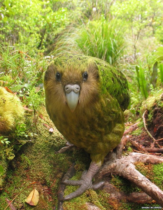 kakapo.jpg