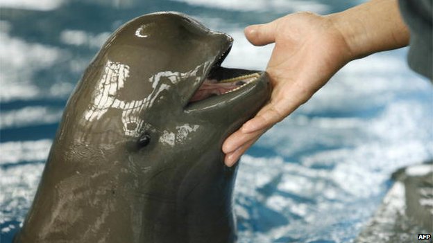 critically endangered chinese finless porpoise yangtze river
