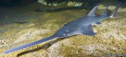 critically endangered sawfish nearing extinction on red list of critically endangered species