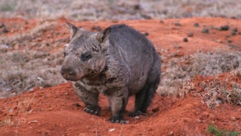 Critically Endangered Northern Hairy Nosed Wombat