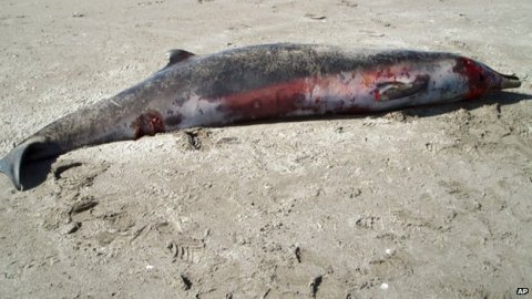 Spade-toothed beaked whale