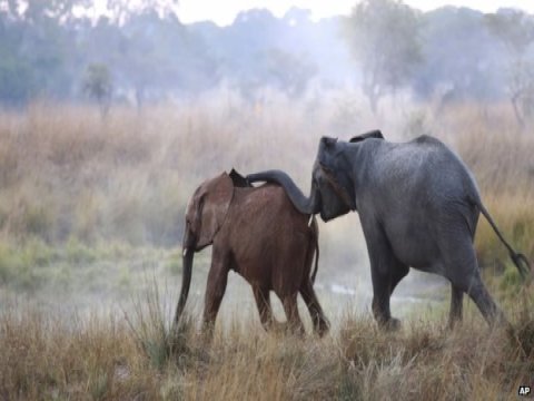 illegal ivory trade China Vietnam slaughtering endangered african elephants