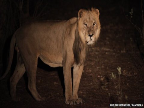 critically endangered lion Senegal